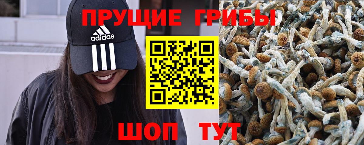 Новозыбков  Галлюциногенные грибы MAGIC MUSHROOMS  Вход с VPN  Псилоцибиновые грибы мицелий 